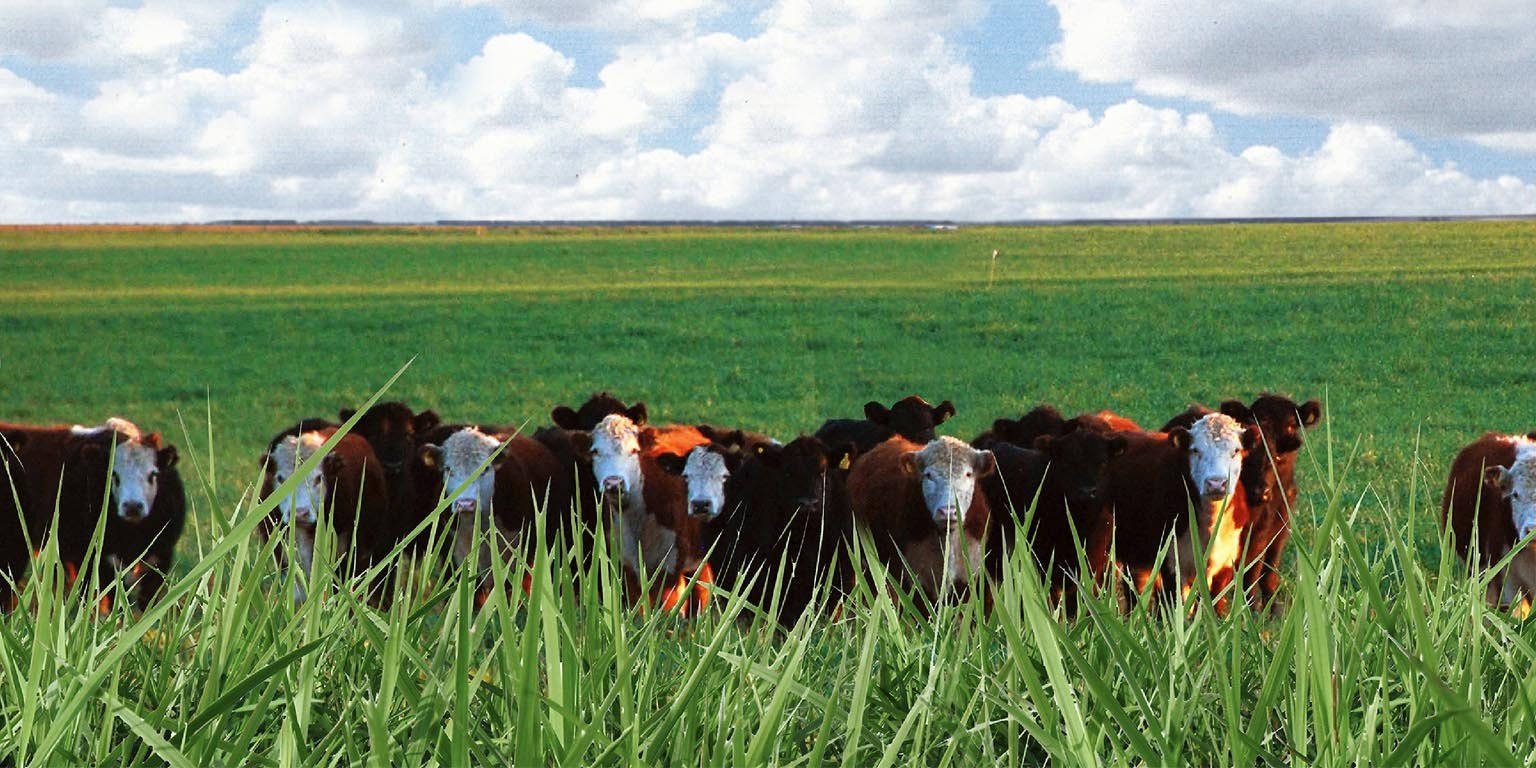 sheep food suppliers